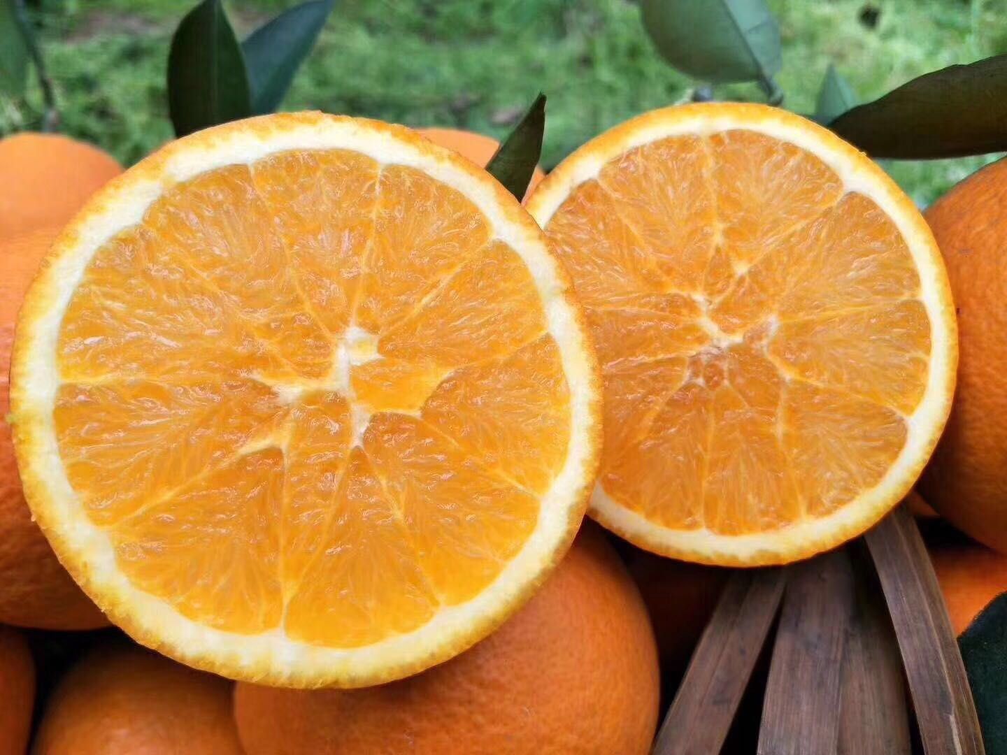 伦晚脐橙 秭归脐橙春橙甜橙爆汁帝王橙新鲜