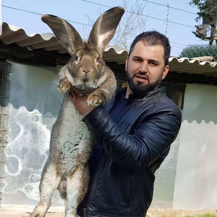 2019公羊兔纯种大流士巨型兔子活体超级大兔子苗养45斤