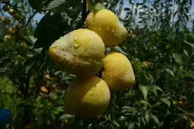 黄金奈李苗