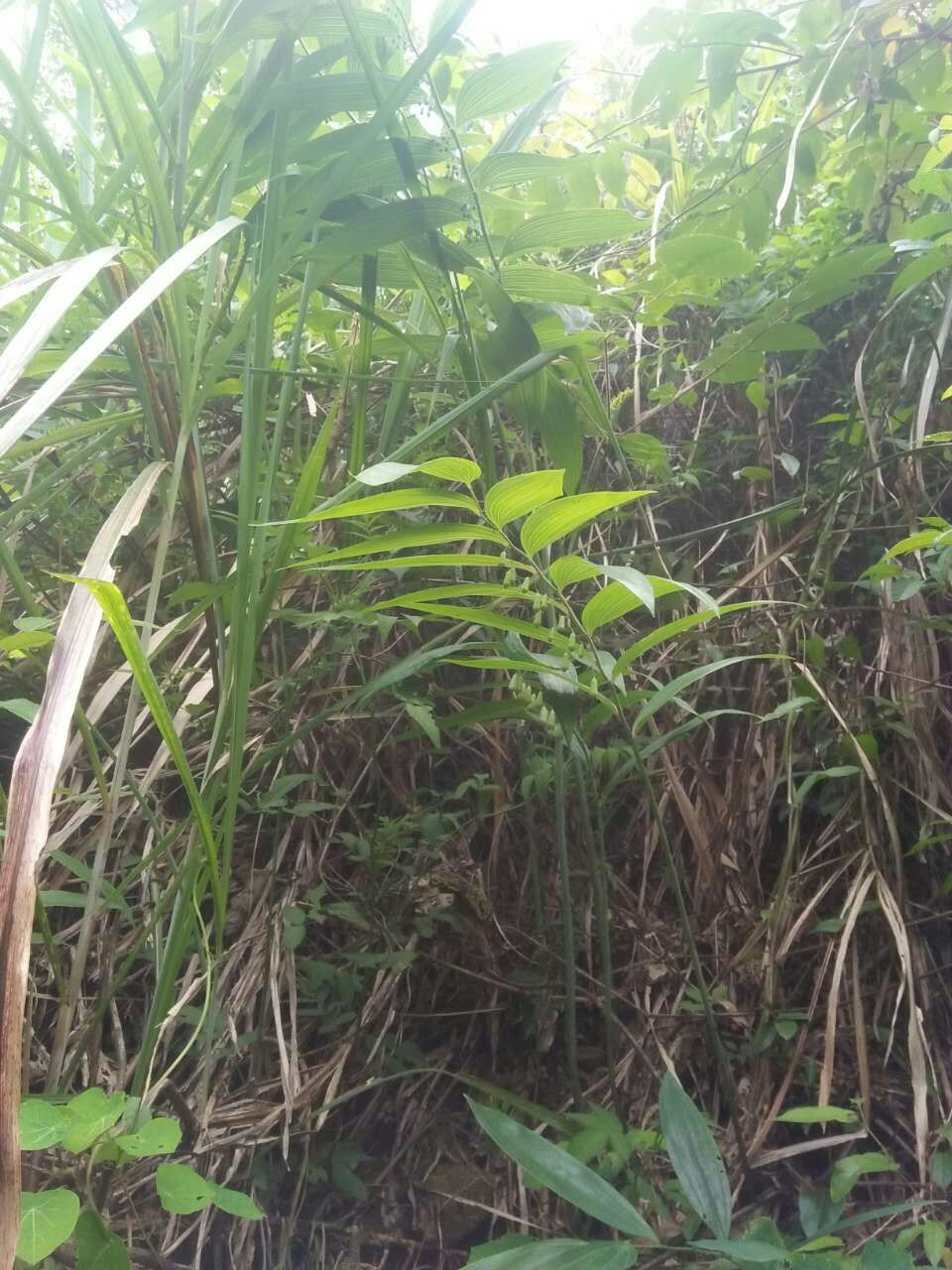 黄精