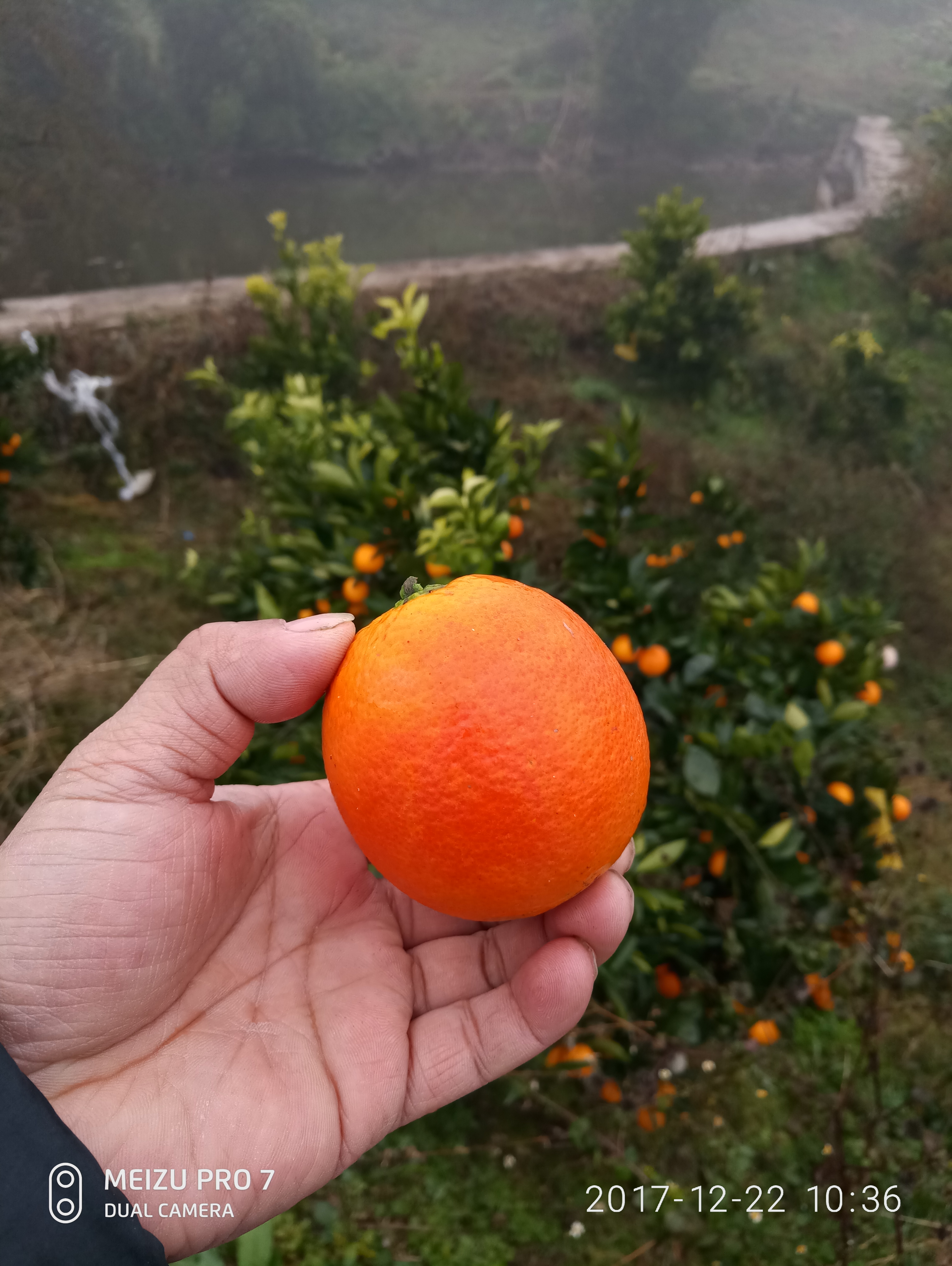 万州玫瑰香橙 6.5 - 7cm 2 - 3两批发供应_万州