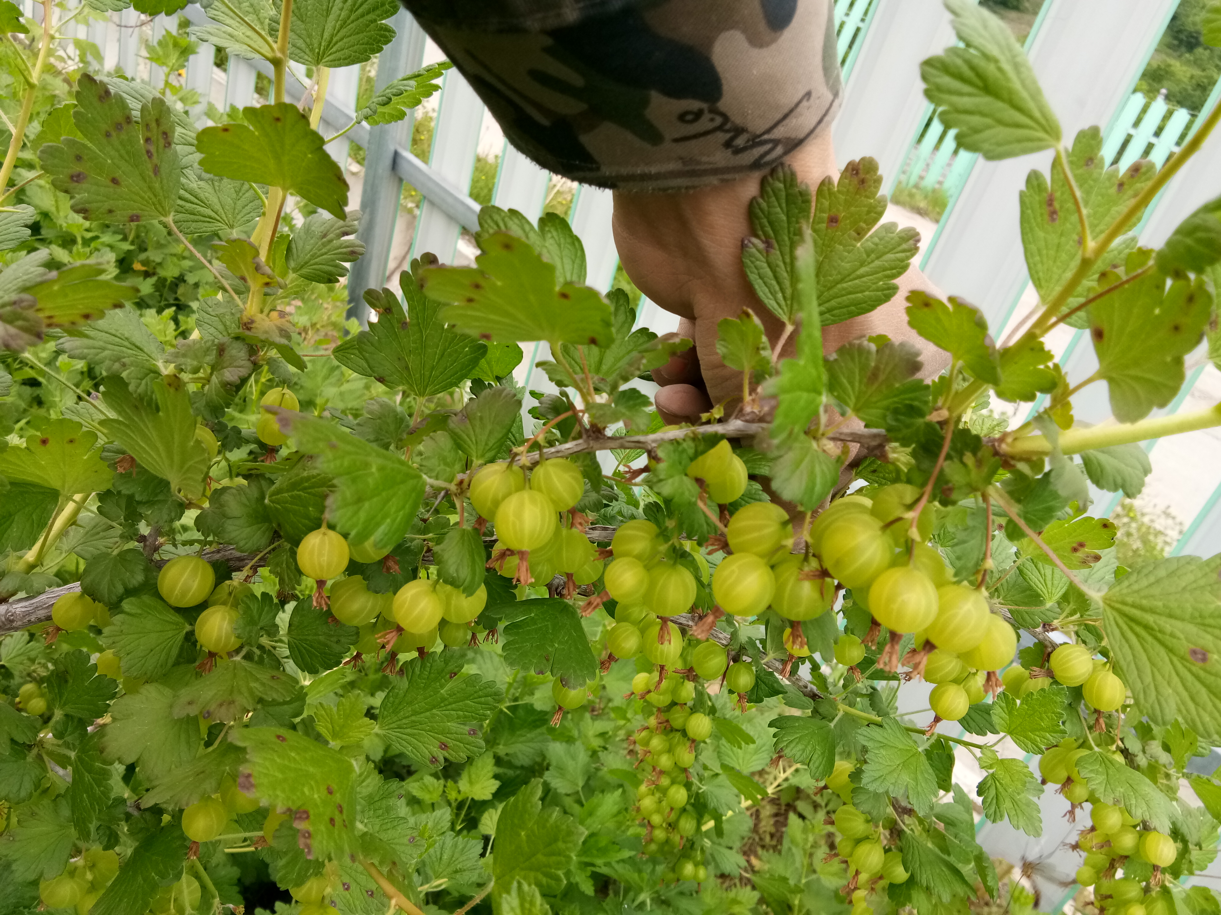 灯笼果灯笼果苗户外庭院种植灯笼果介绍新农村种植