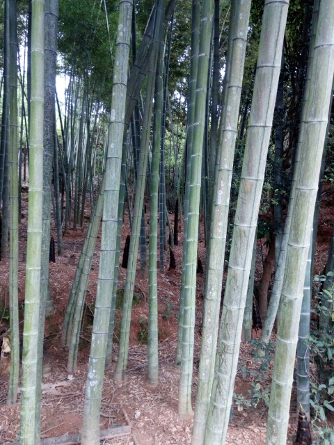 楠竹