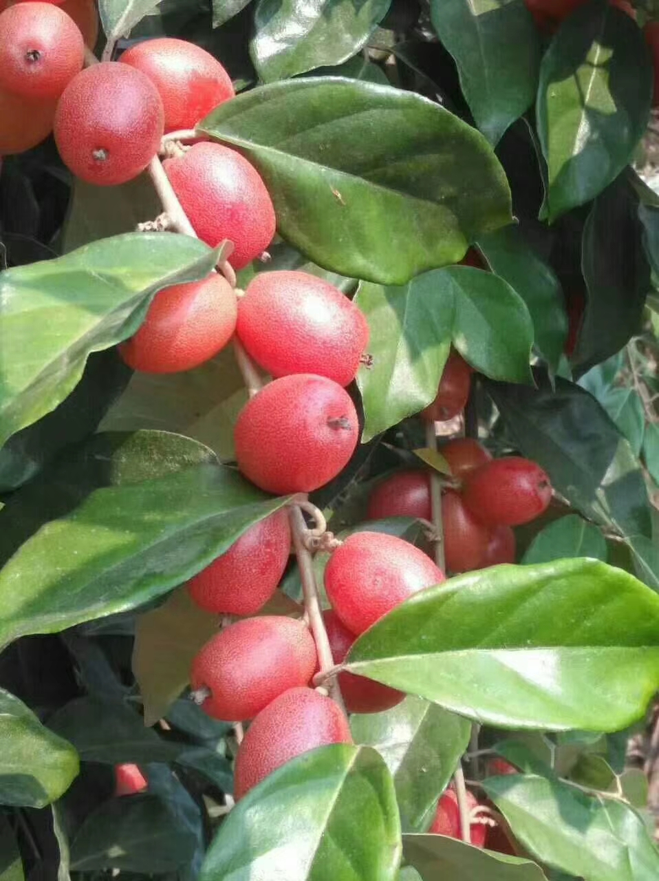 羊奶果苗