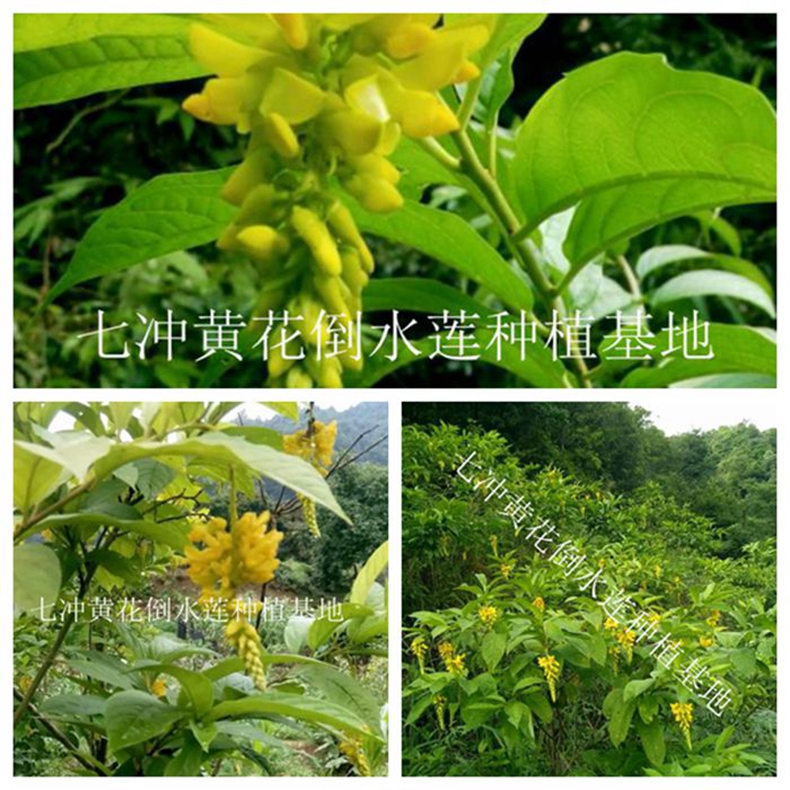 黄花倒水莲
