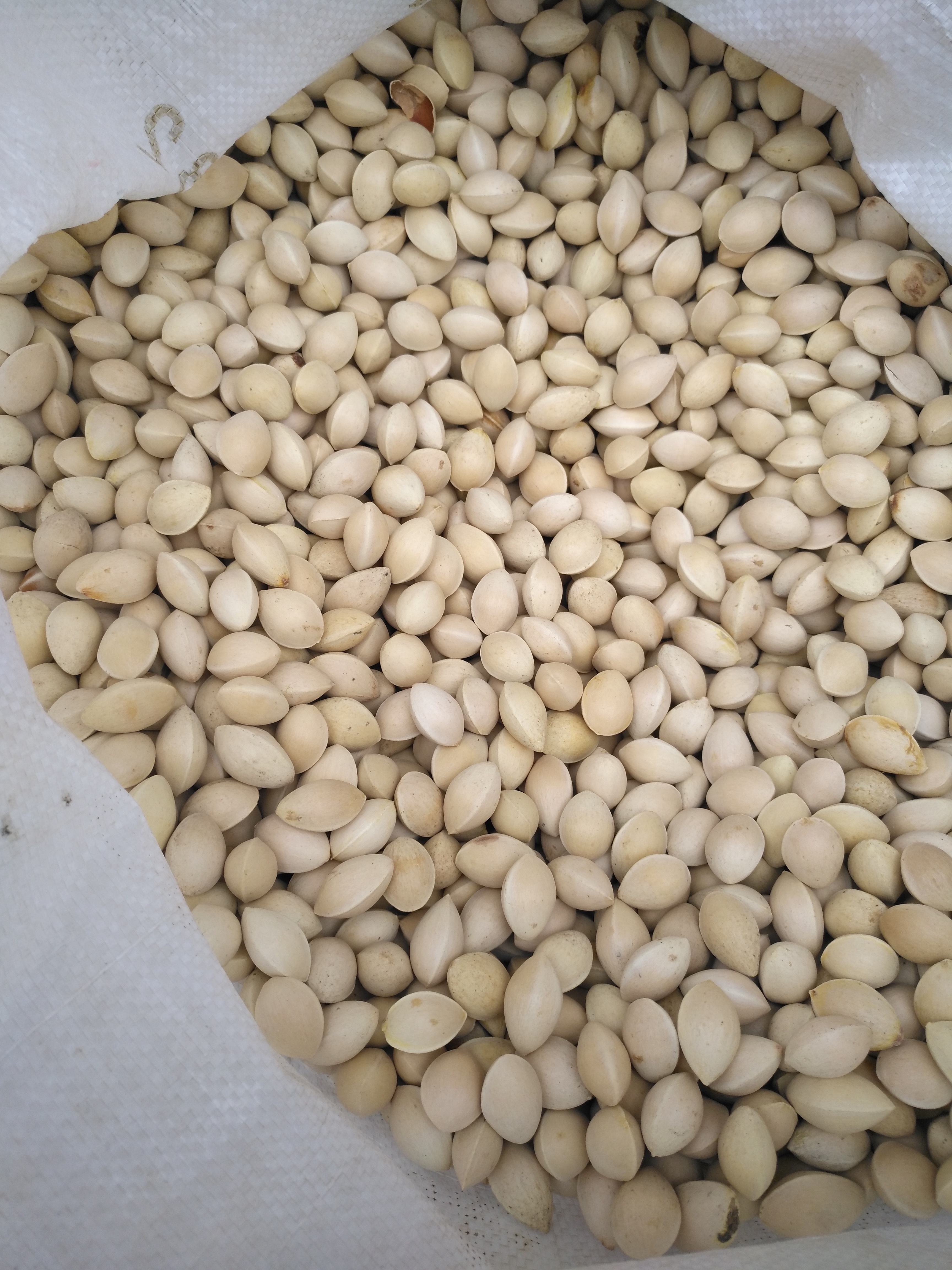 规格:180--300粒/斤的鲜白果,干白果,去壳干鲜白果仁,药果,产地价
