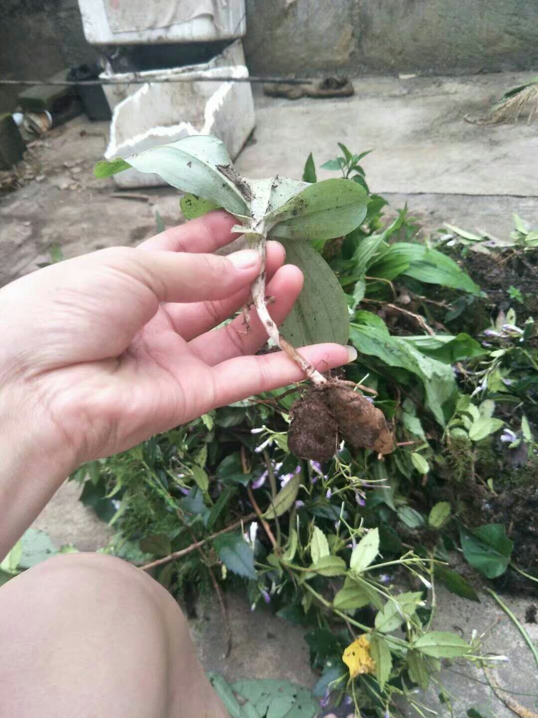 双肾参苗