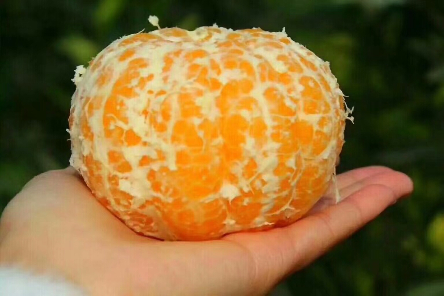 耙耙柑 4.5 - 5cm 4两以上