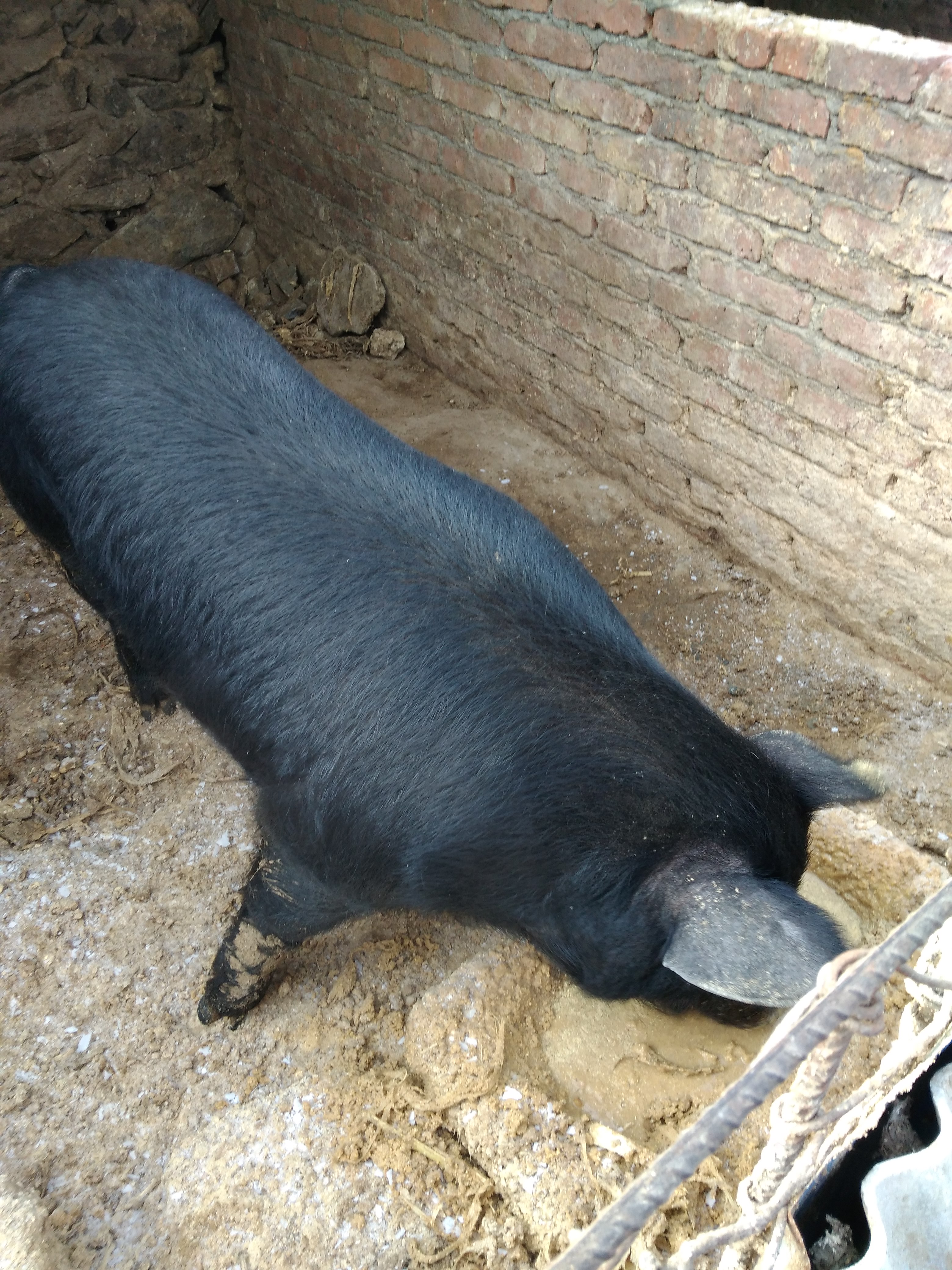生态土黑毛猪 200-300斤