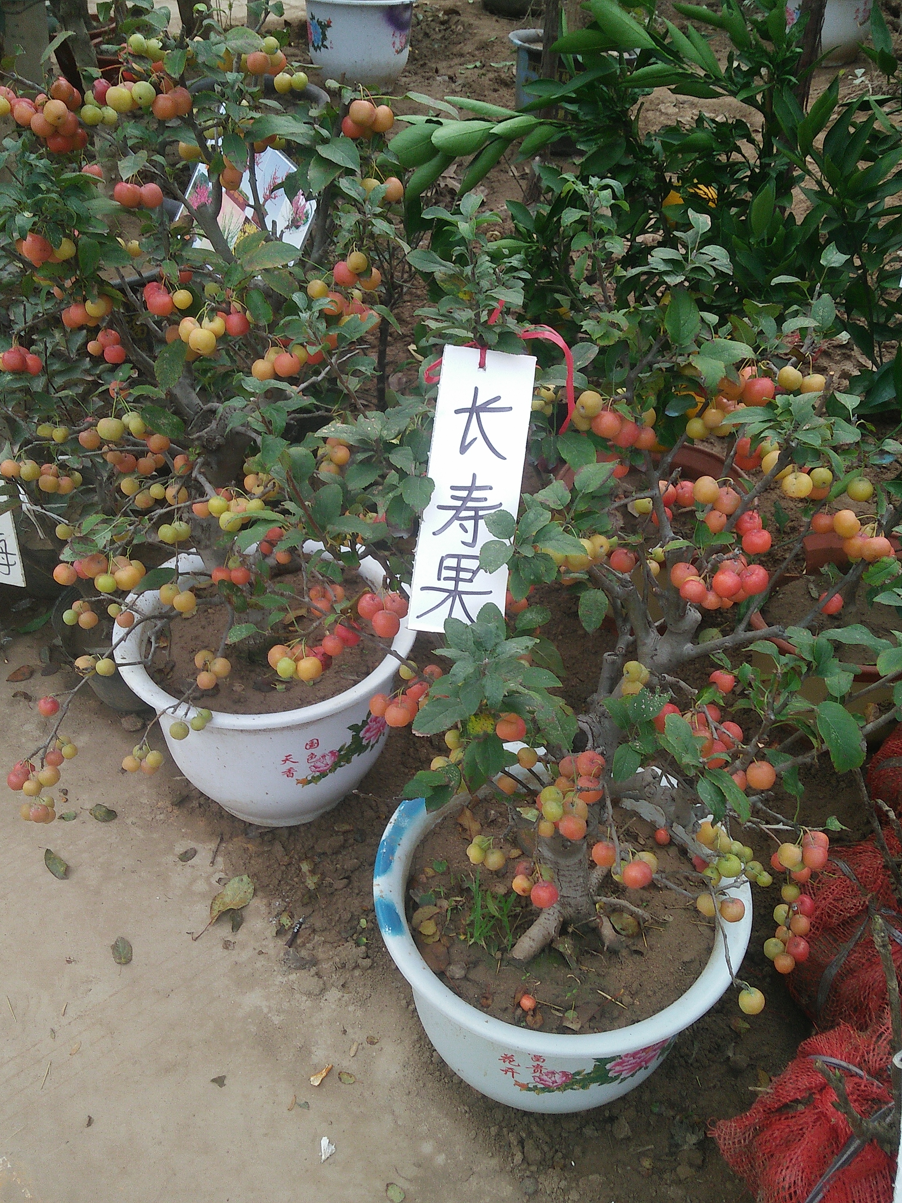 长寿果海棠
