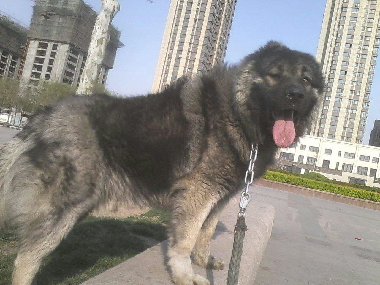 高加索犬