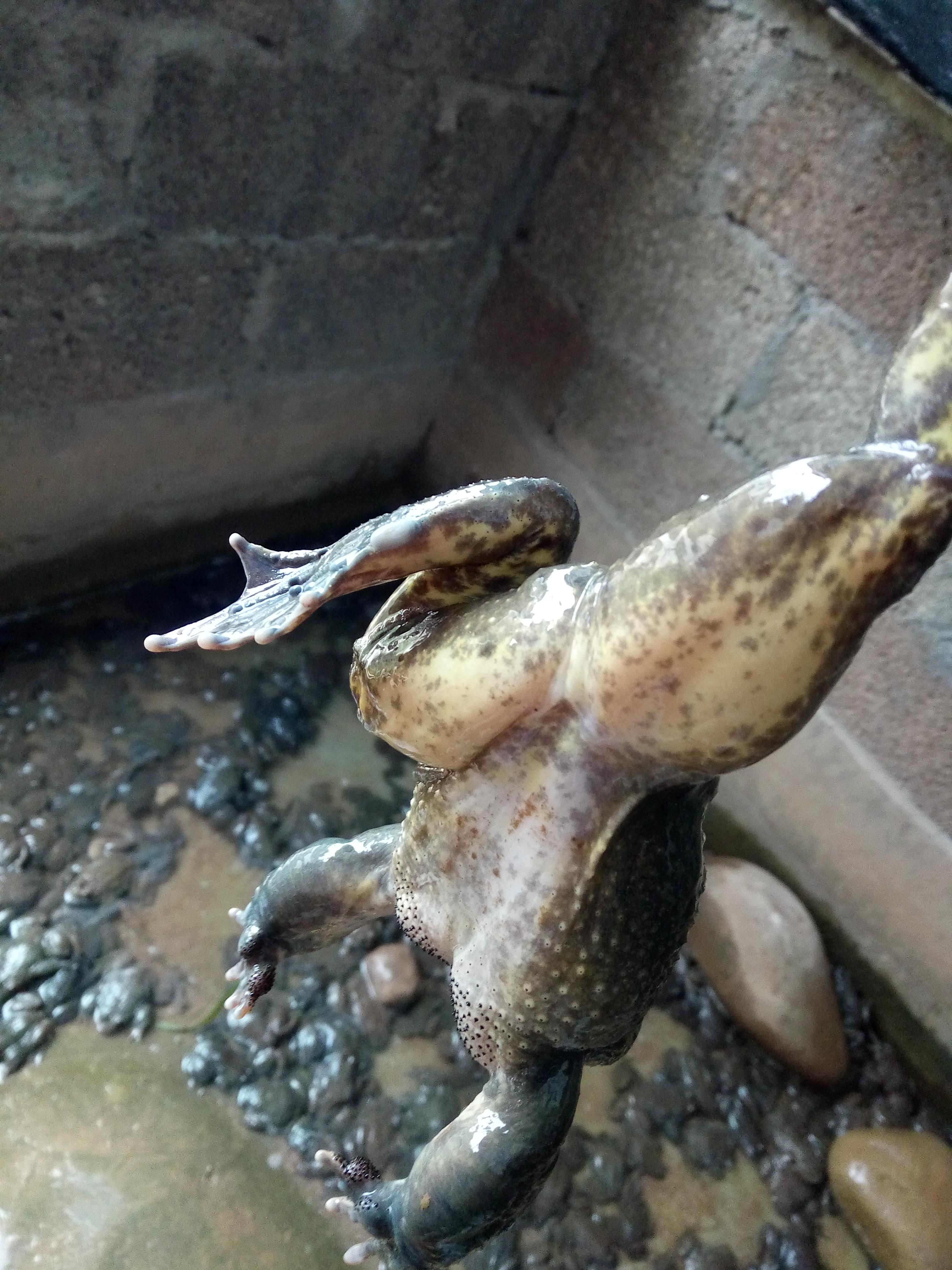 石蛙苗 