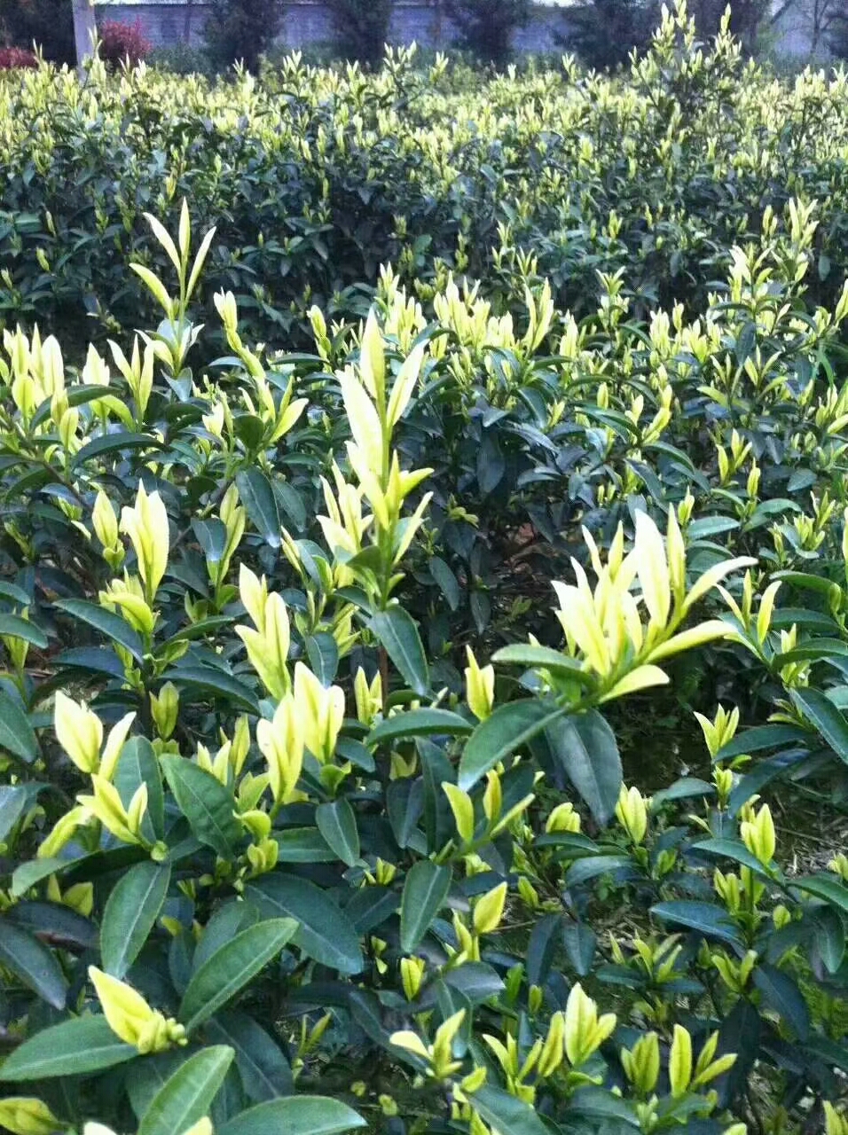 黄金茶 礼盒装 一级 保靖黄金茶