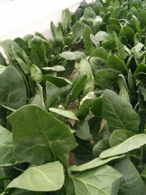 大叶菠菜 25~30cm图片