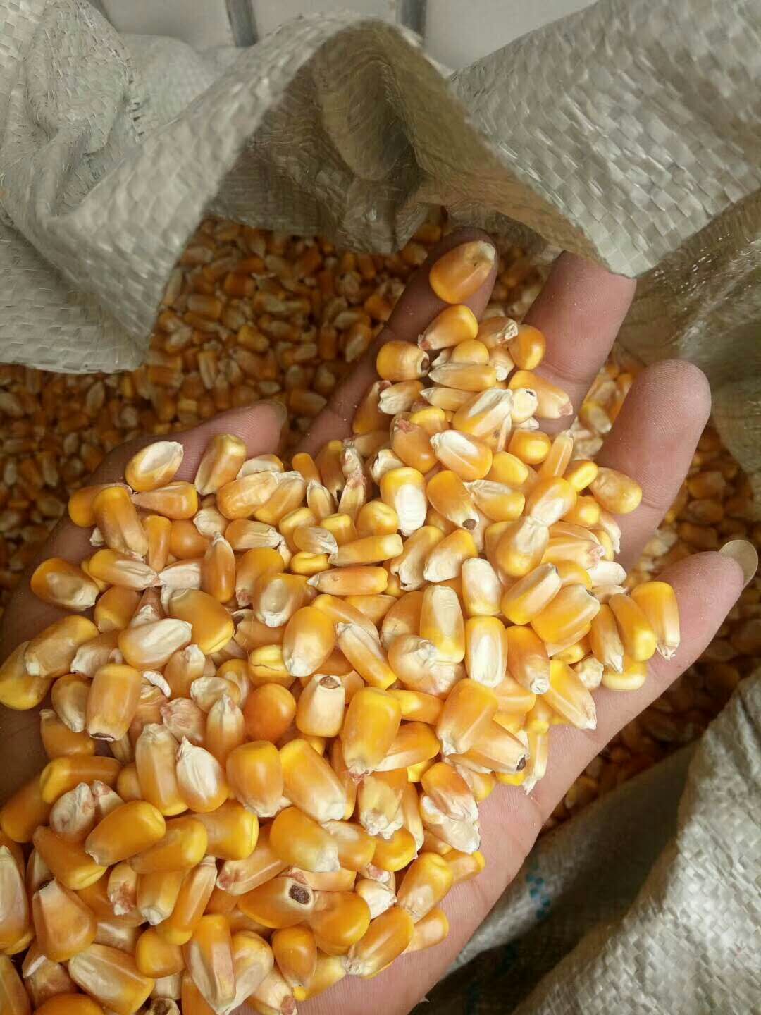 玉米干粮 霉变≤2% 净货