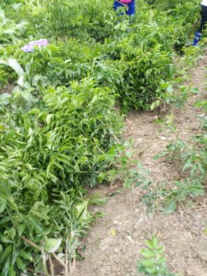 广西贵港市平南县有核鸡心黄皮果苗最新产地行