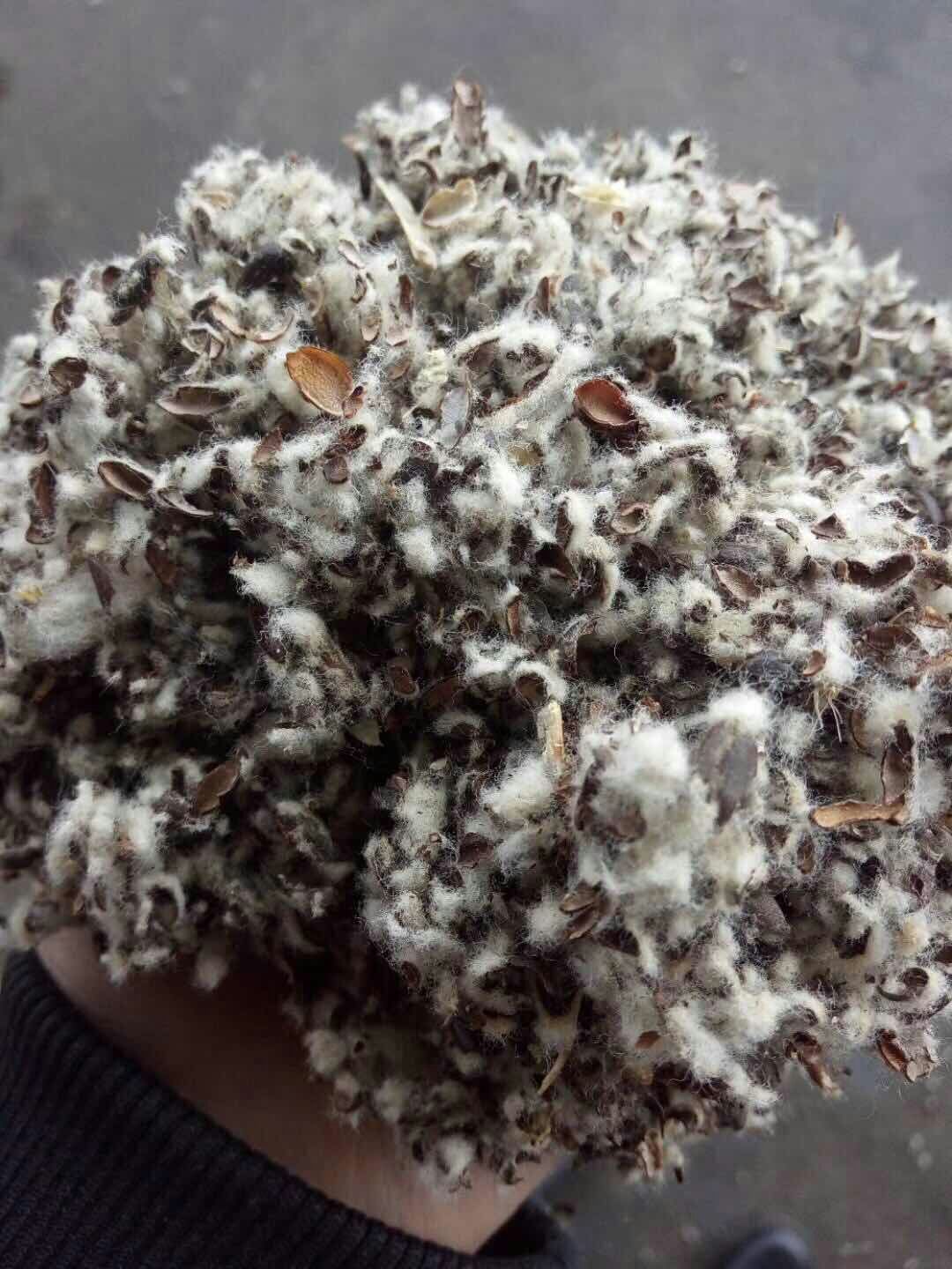 棉籽壳 