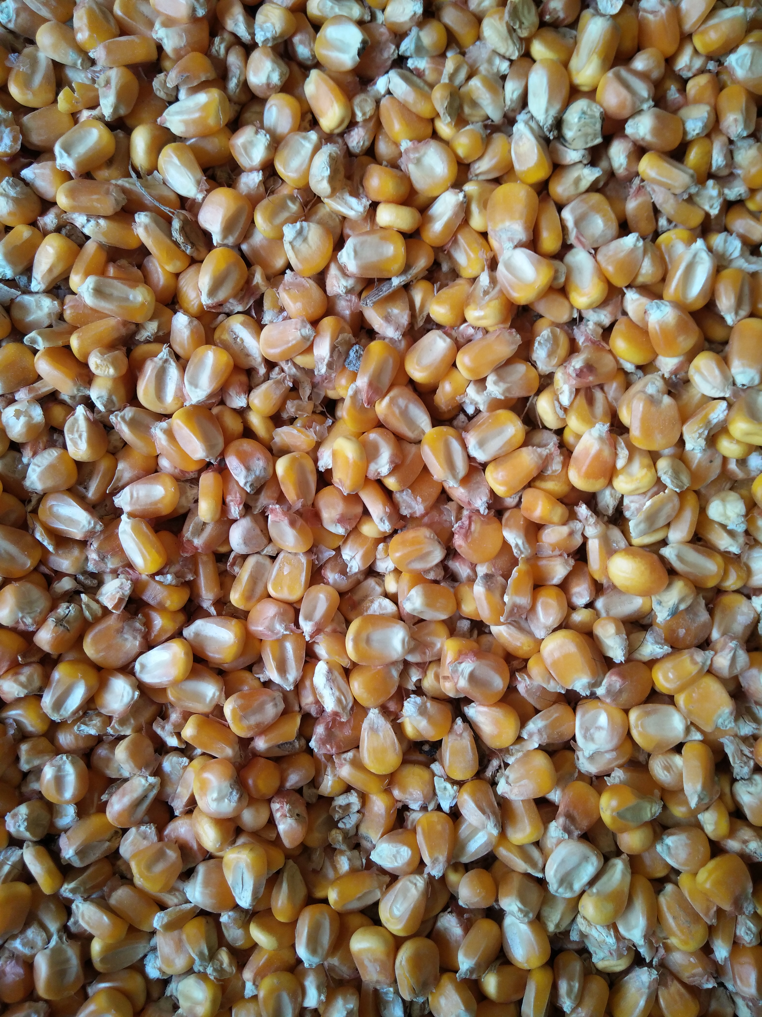 登海605玉米粒 霉变≤2% 杂质很少
