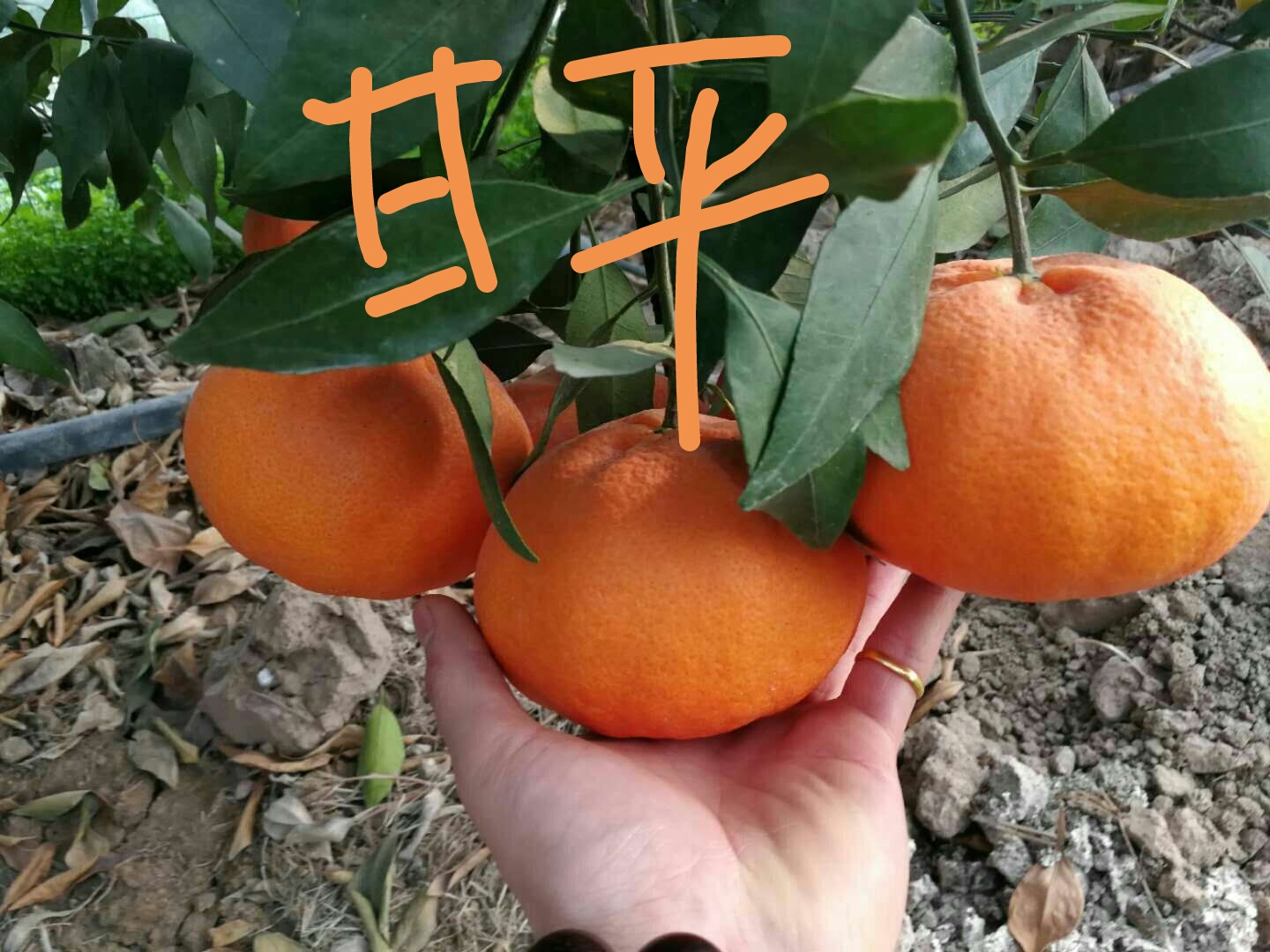 甘平柑橘苗 嫁接苗 0.5~1米