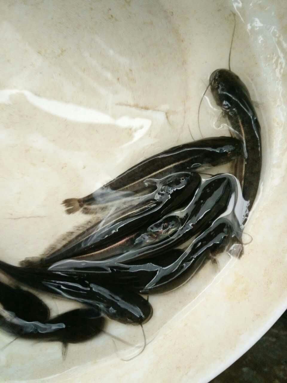 鲶鱼苗