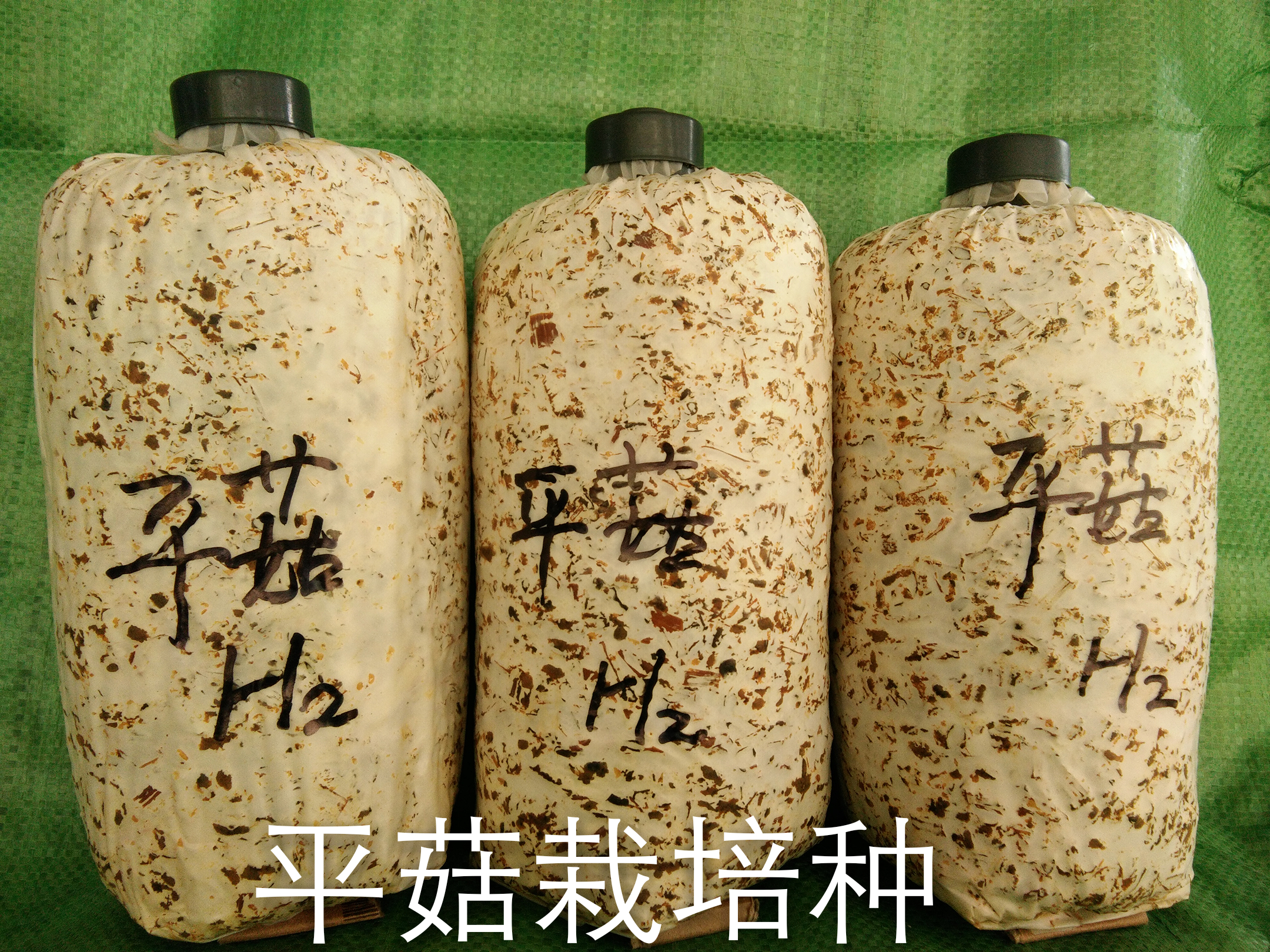 平菇菌种 平菇栽培种,棉壳原料,按季节生产,保质保量,快递,物流发货