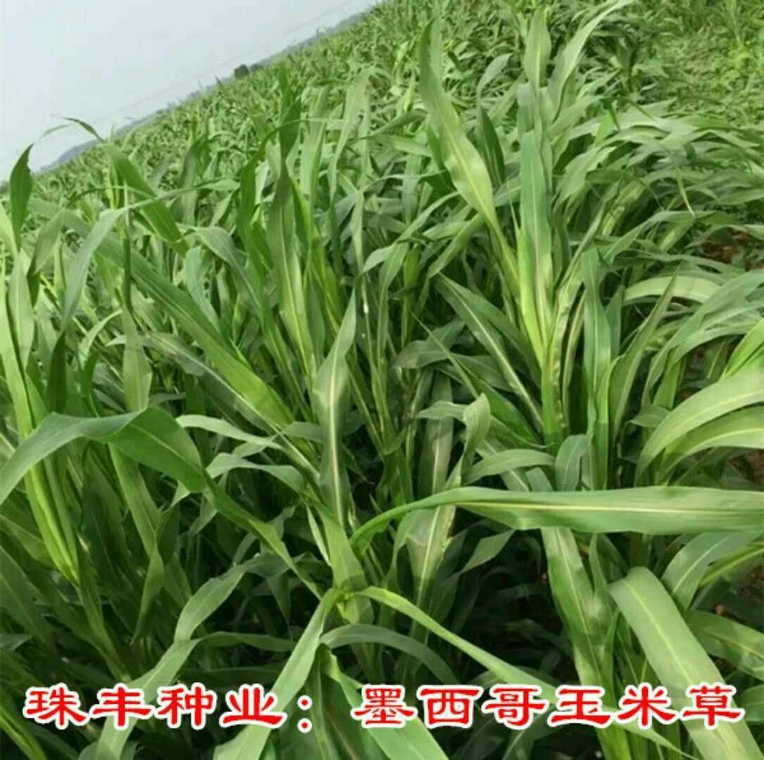 墨西哥玉米草 送种植资料确保种植成功