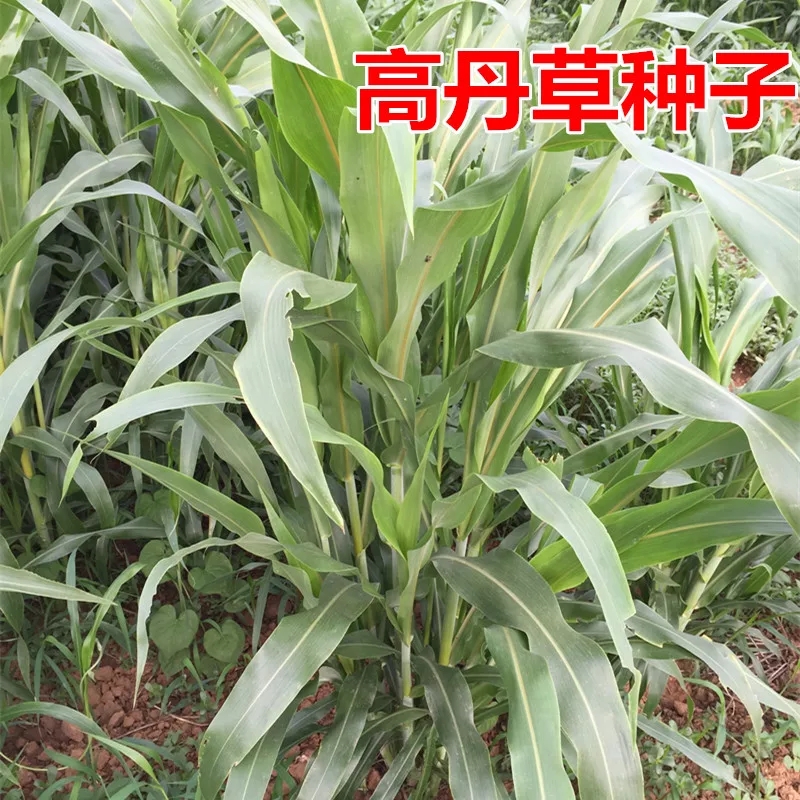 高丹草种子