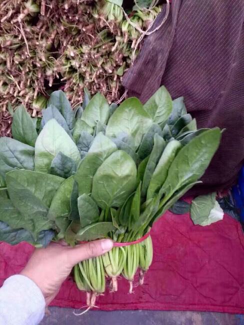 大叶菠菜 25~30cm图片