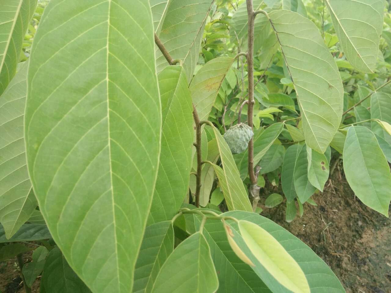 刺果番荔枝苗