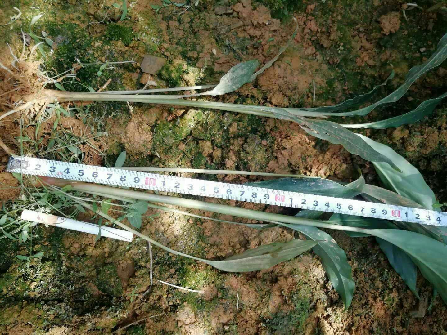 草果苗 独本苗 0.5米以下