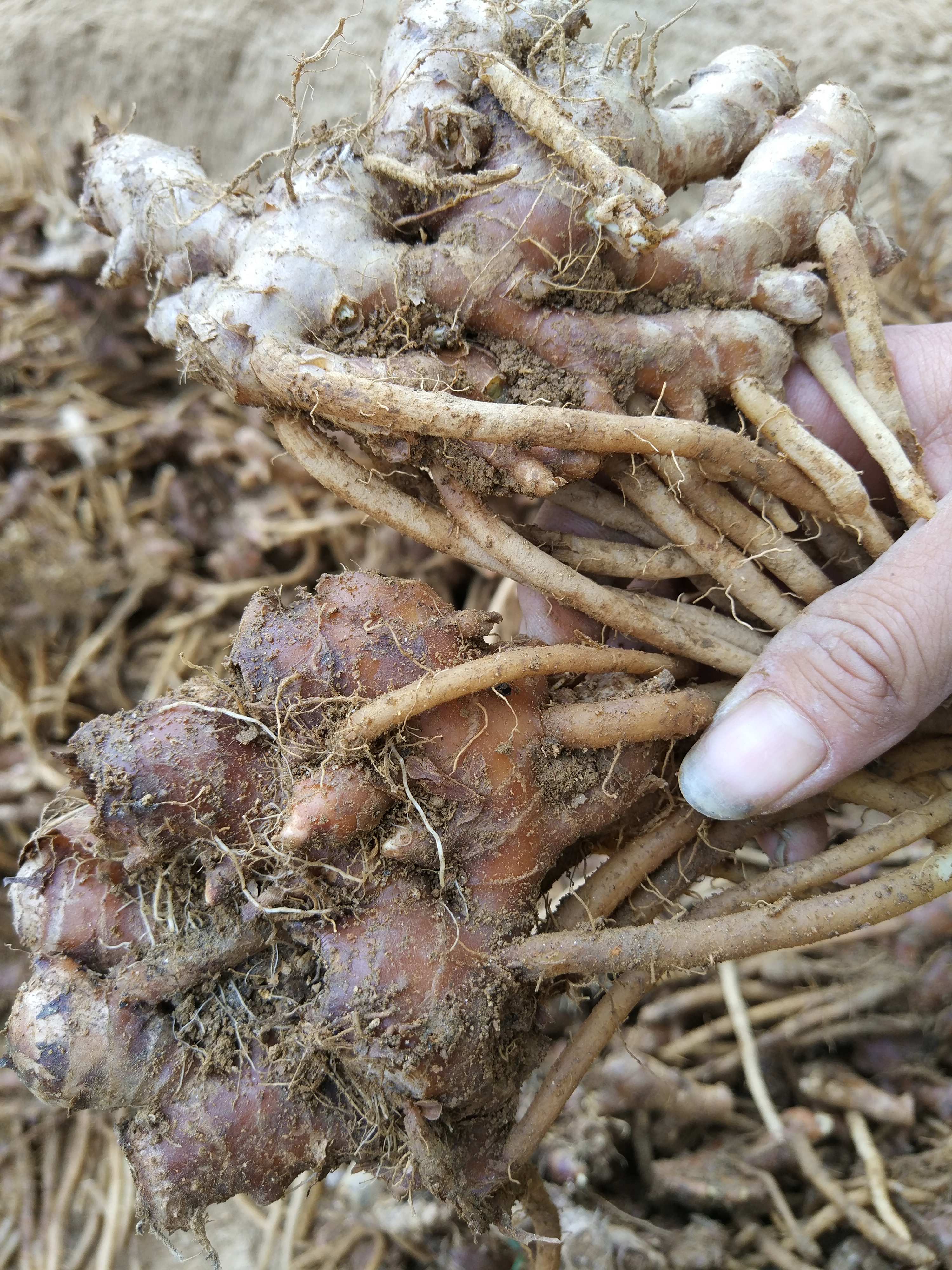 海聚食材 新鲜野生风姜 枫姜 高良姜 温胃散寒