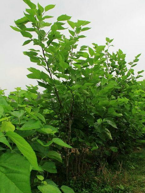野生桑树