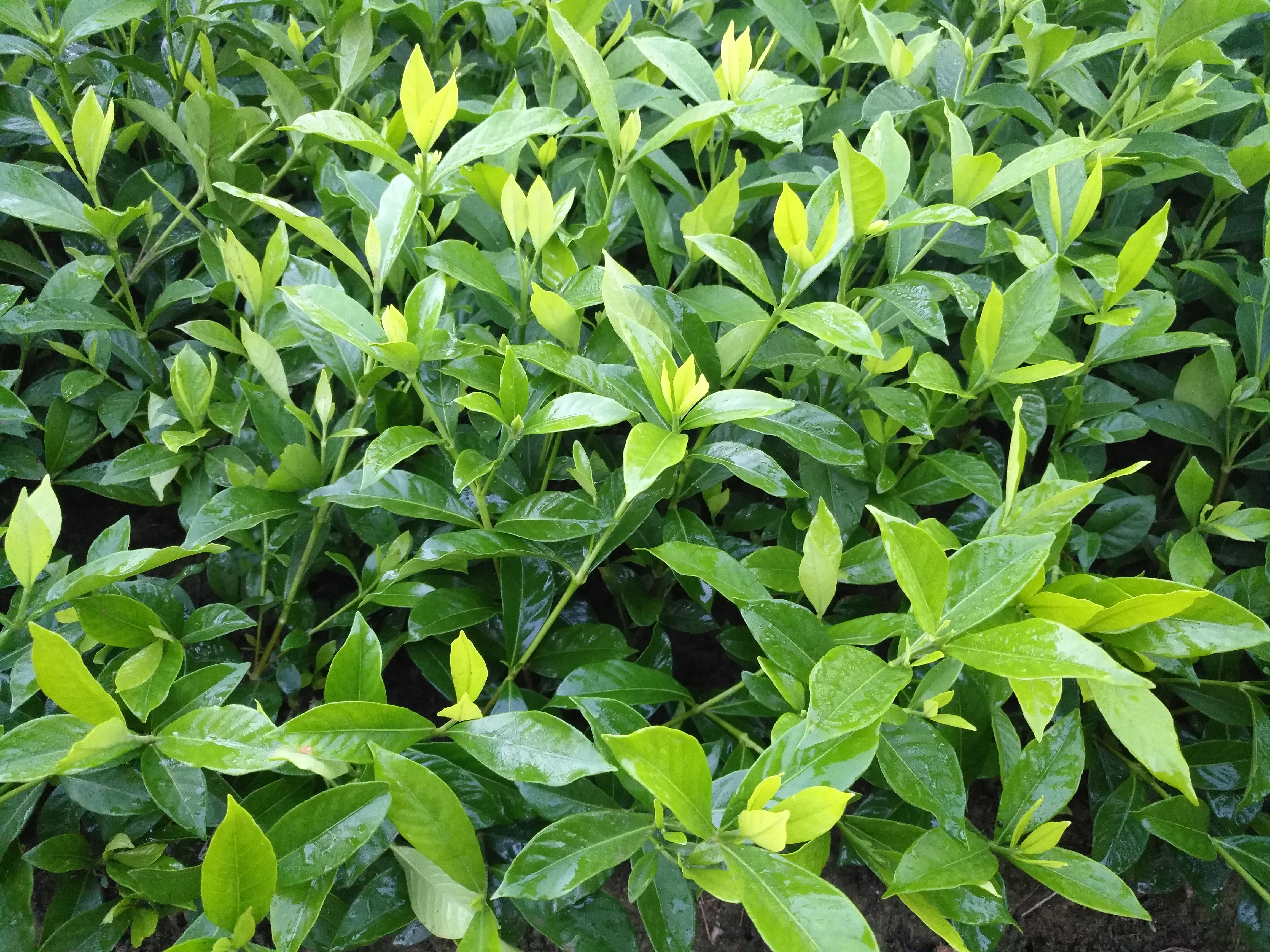 小叶栀子