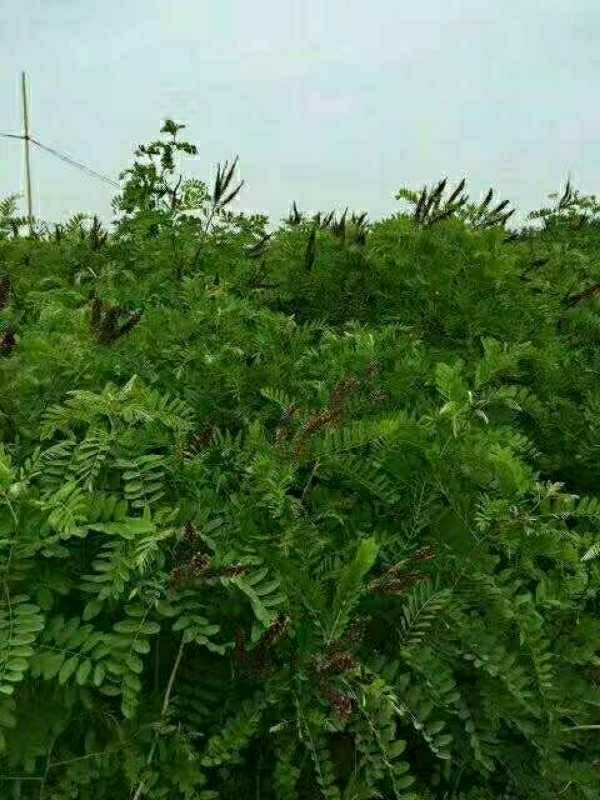 惠农网 槐树 紫穗槐                   紫穗槐小苗,紫穗槐苗是由籽播