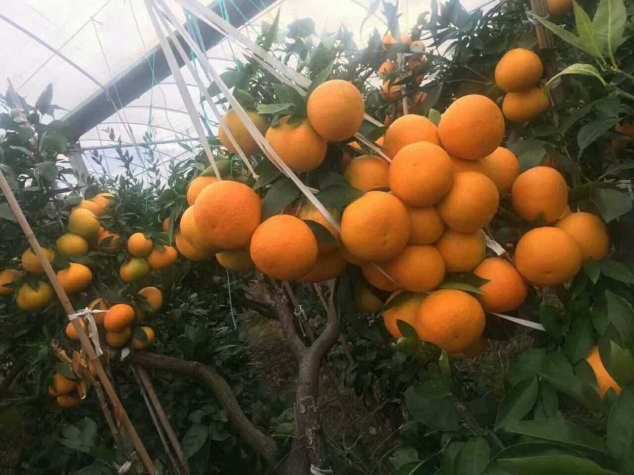 红美人柑橘苗 挂果树 1.5~2米