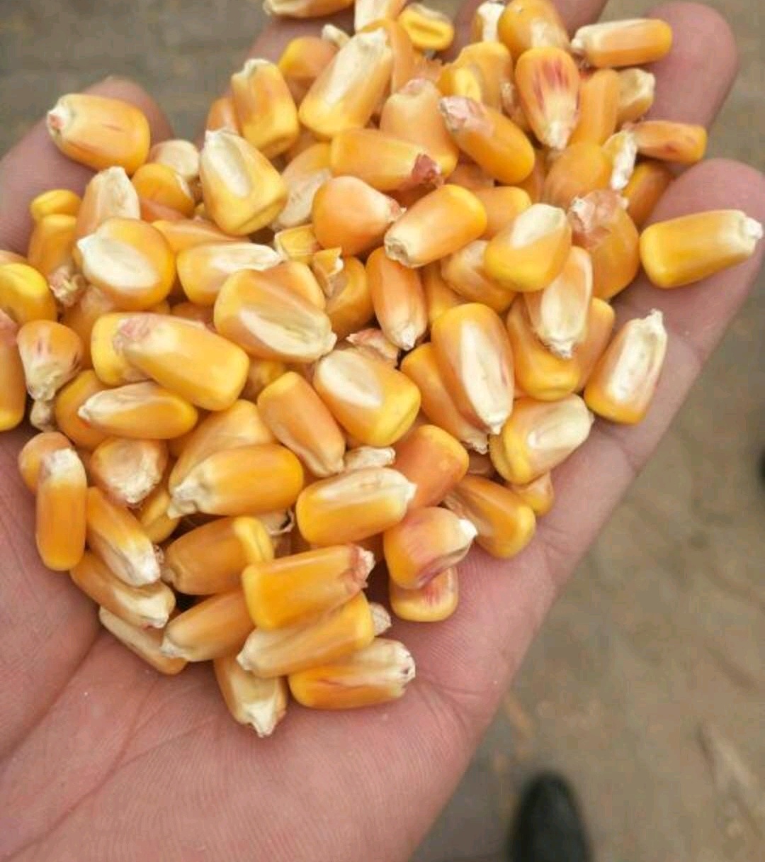 先玉335玉米粒 霉变≤1% 净货