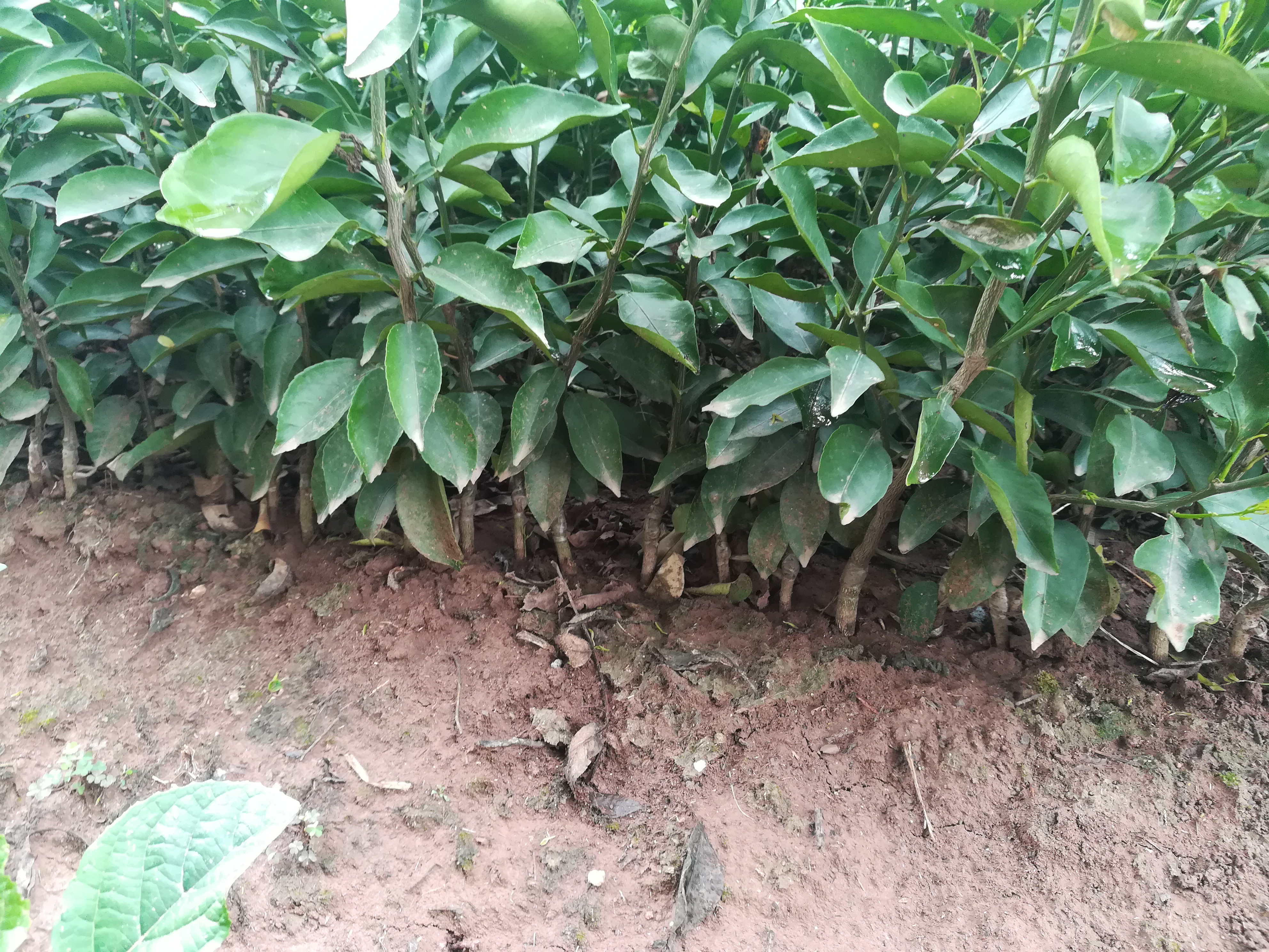 大雅柑苗 移栽苗 0.2米以下