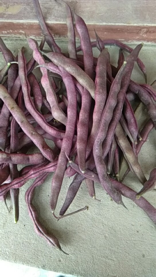 紫花四季豆 花豆角 15cm以上 不打冷