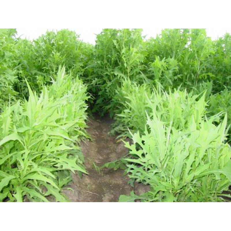 苦苣种子 苦荬菜小鹅菜山莴苣苦麻菜八月老养殖用草