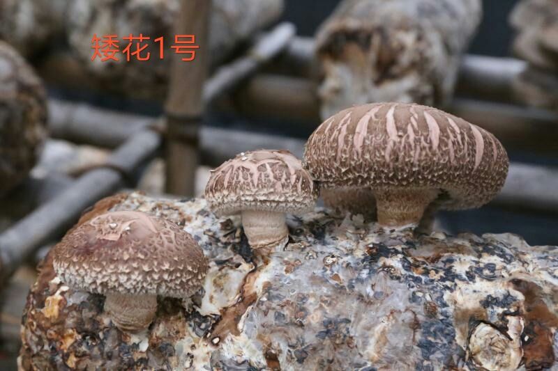 香菇菌种