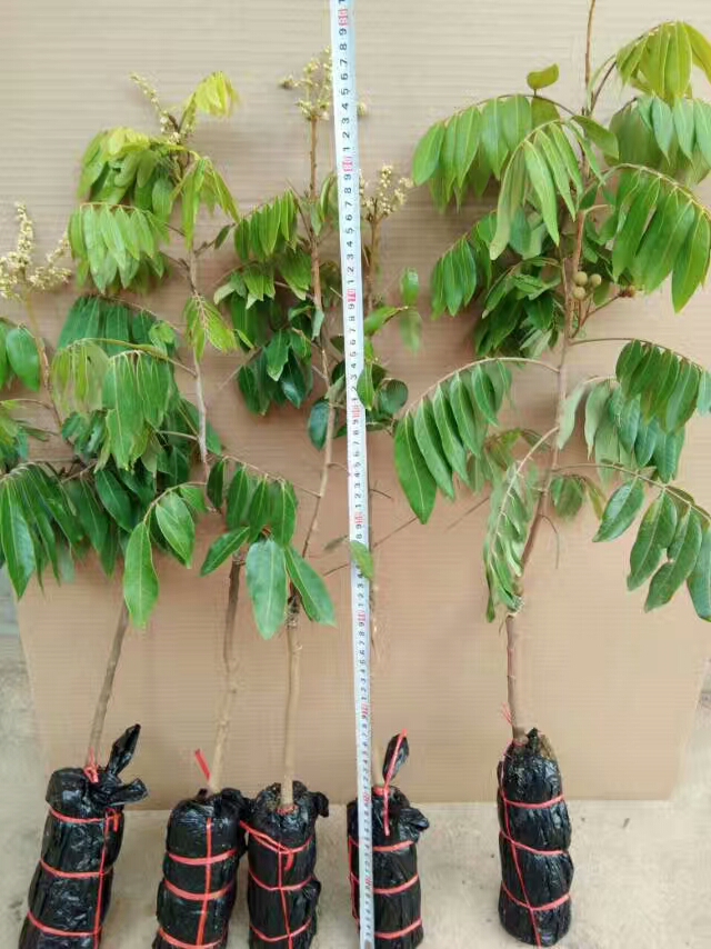 石峡龙眼树苗