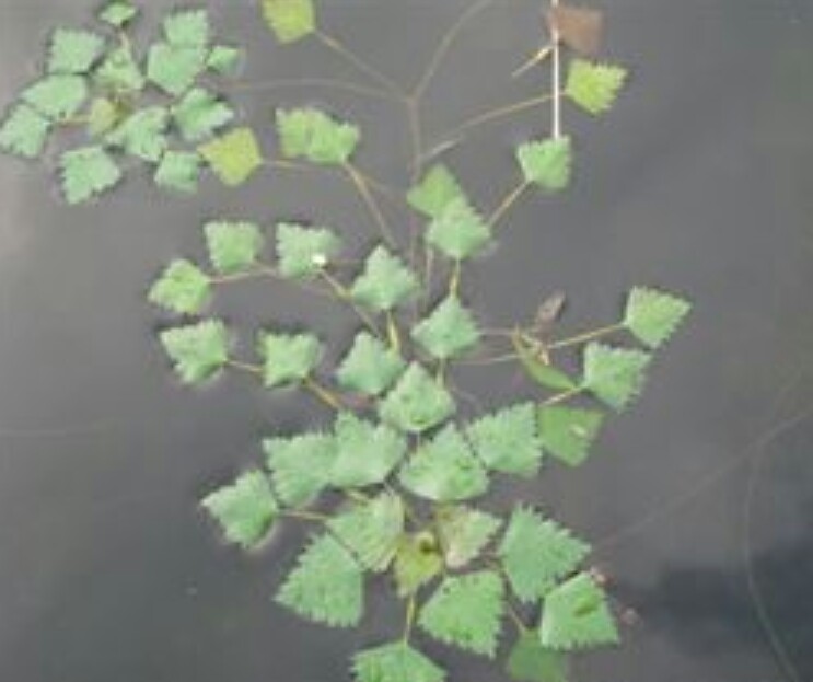 菱角秧 