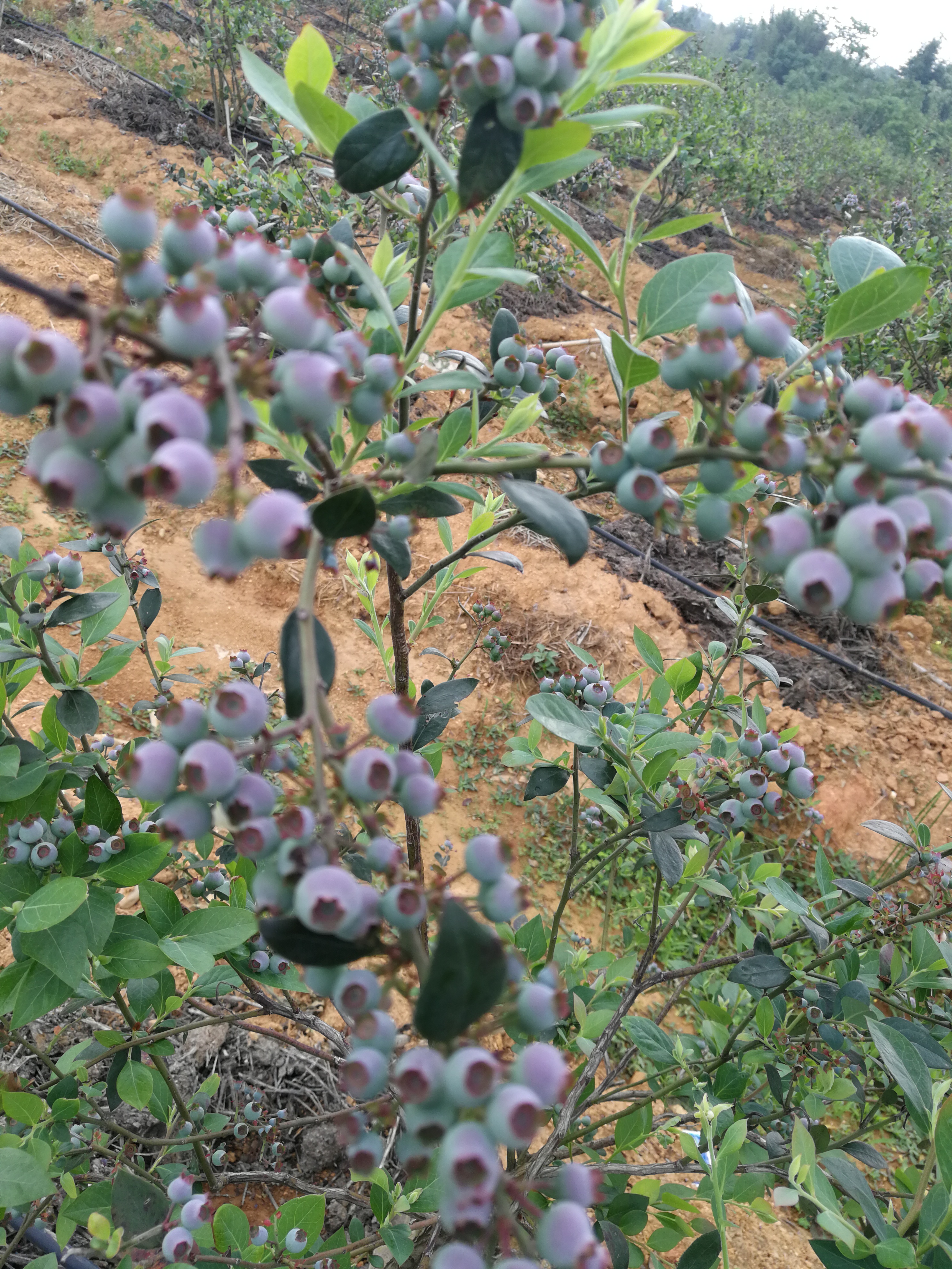 南高丛蓝莓 鲜果 8 - 10mm以上