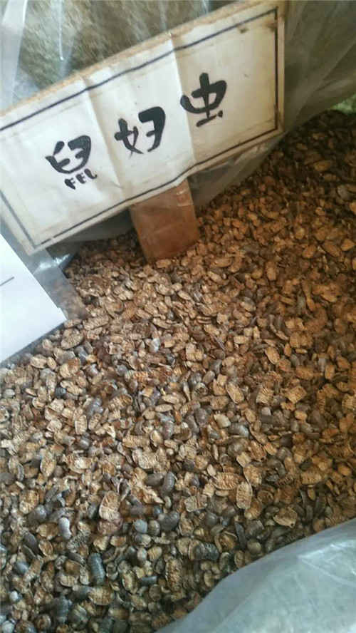 鼠妇