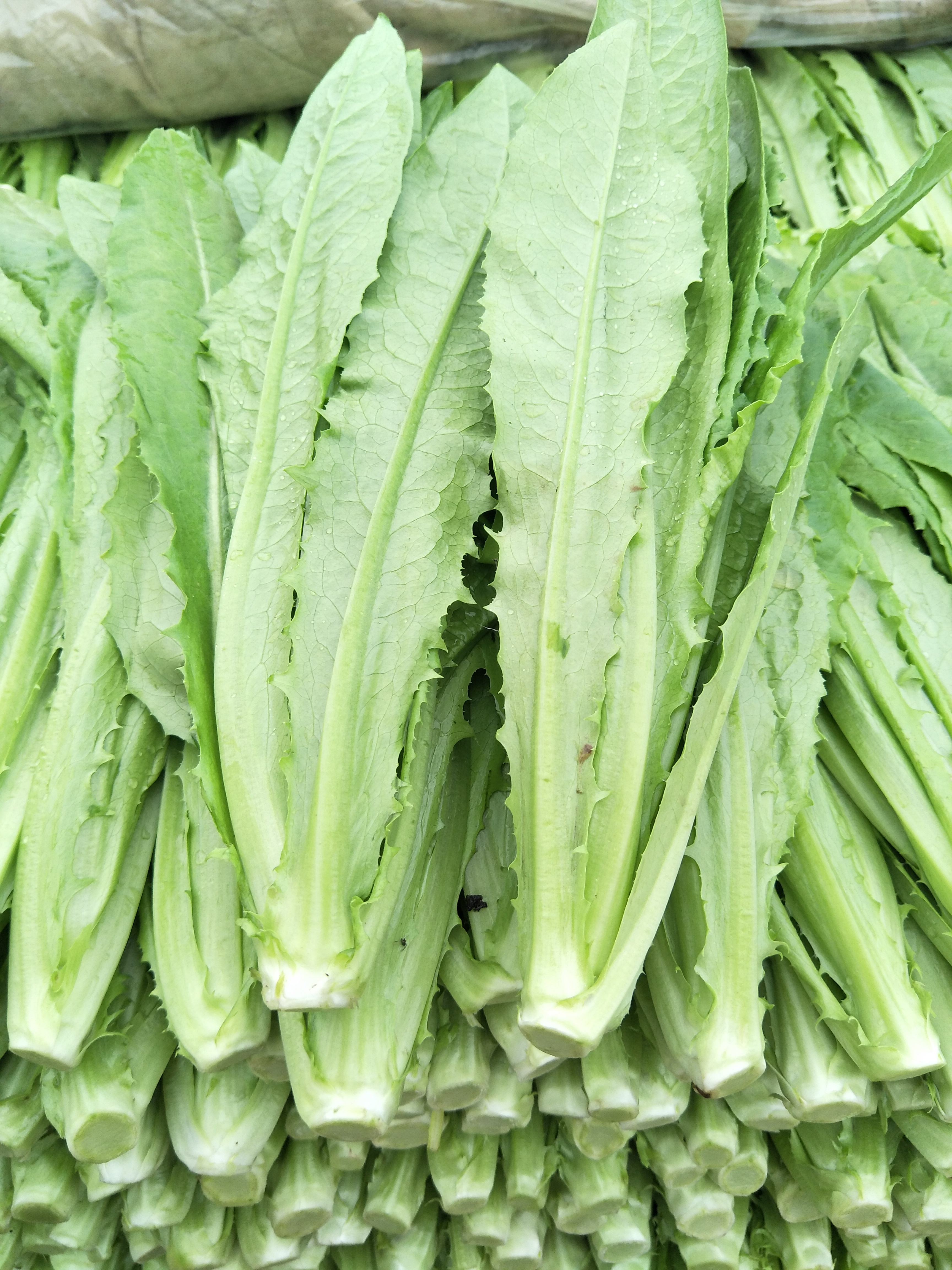 美冠油麦菜 25~30cm以上