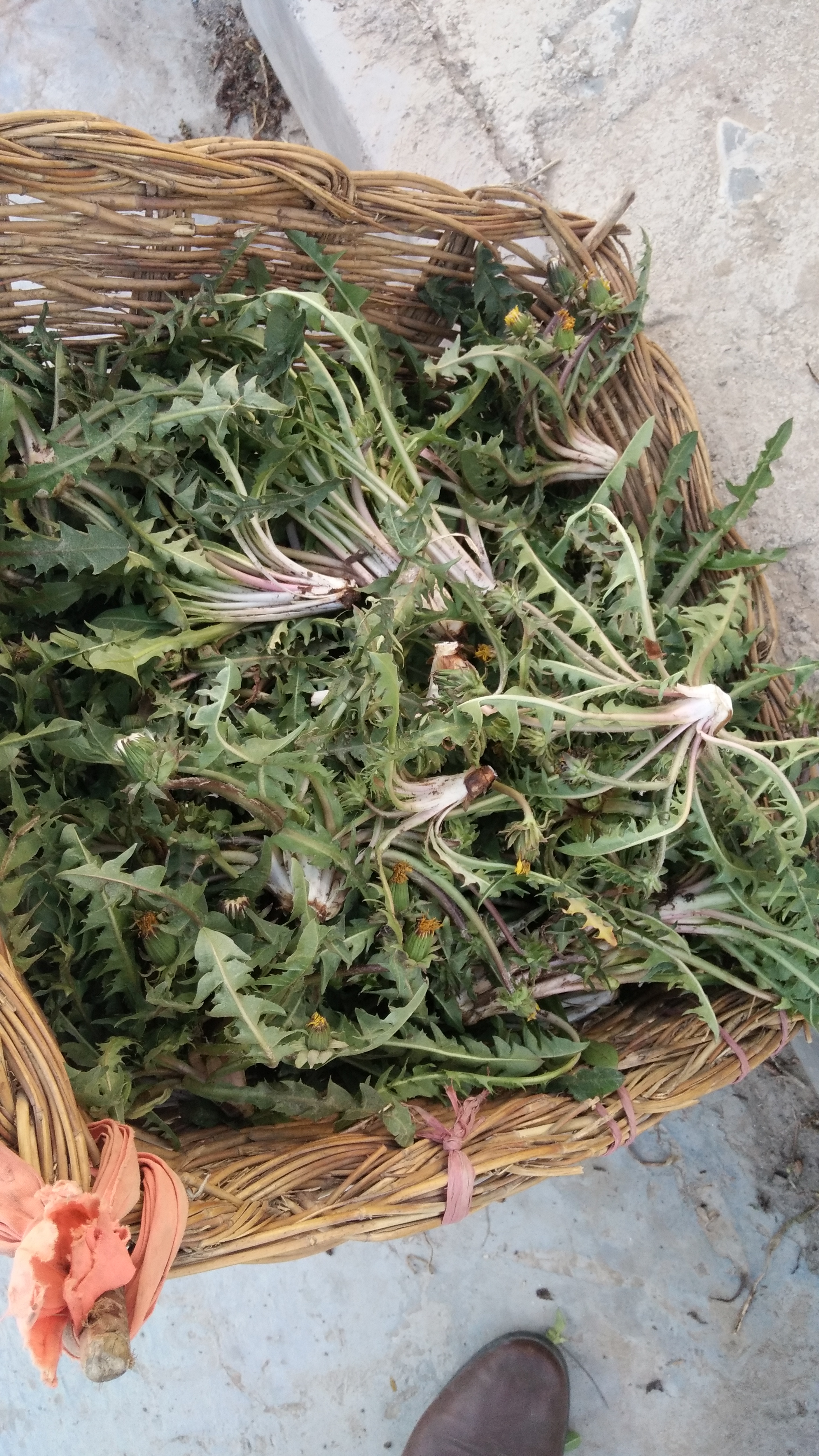 纯天然野生蒲公英无任何添加剂,自然晒干.
