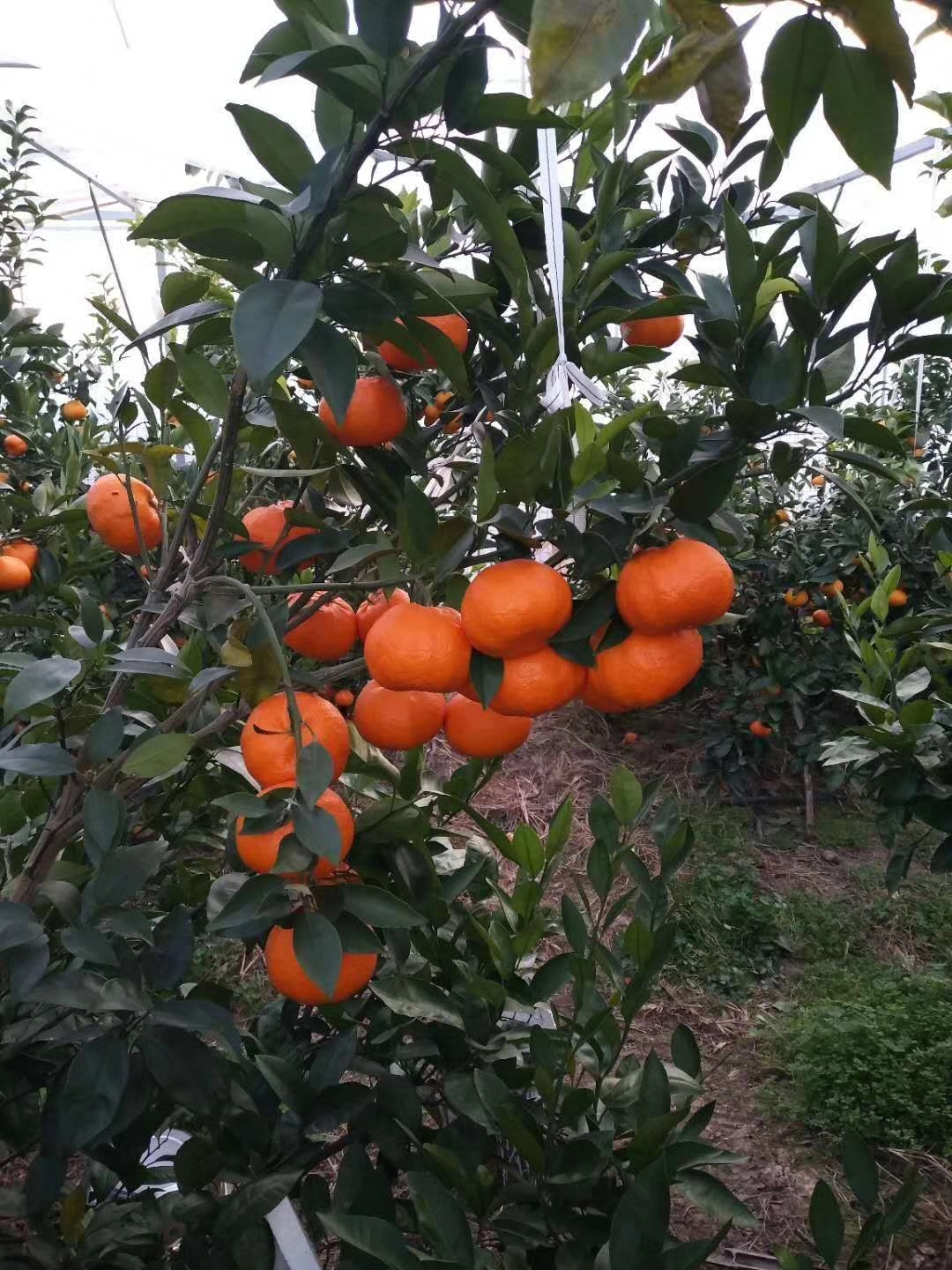 甘平柑橘苗 正宗甘平苗