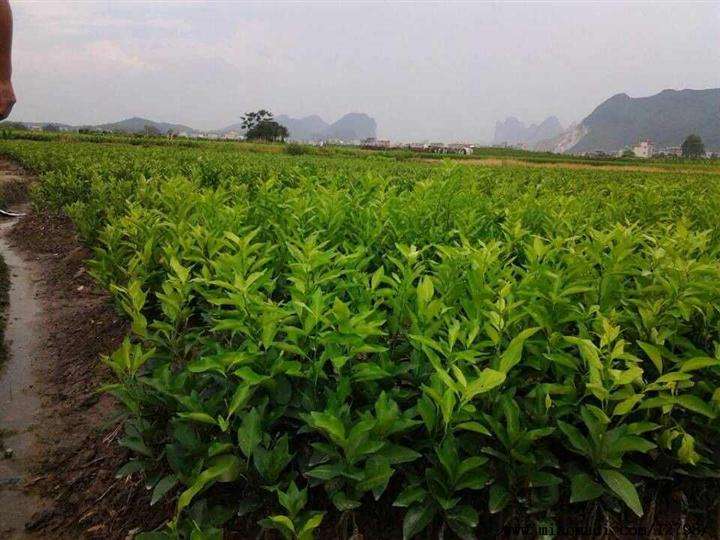 广西柳州市柳北区沃柑苗最新产地行情趋势|产