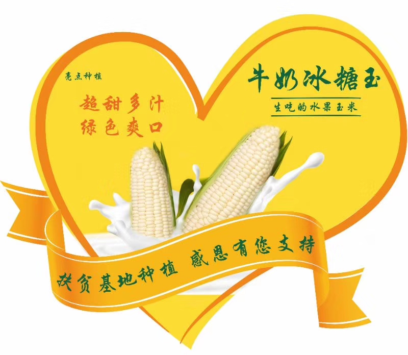 广东惠州市惠城区水果玉米最新产地行情趋势|