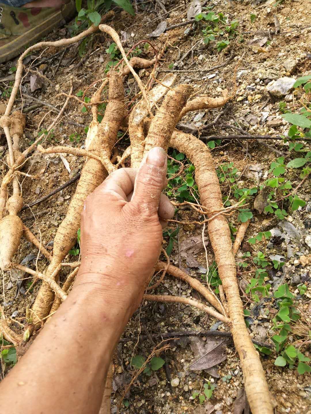 牛大力